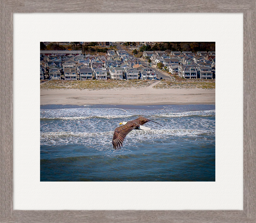 OC Bald Eagle image 0