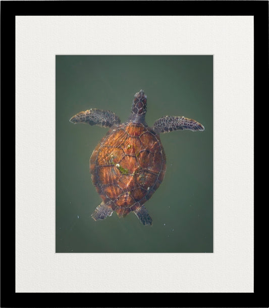 OC Sea Turtle image 1