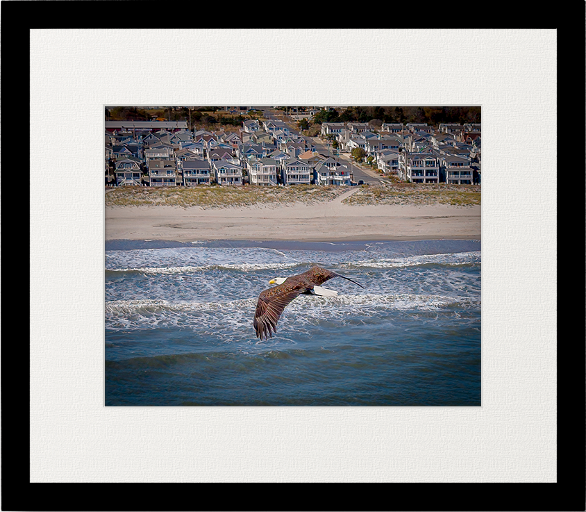 OC Bald Eagle image 1