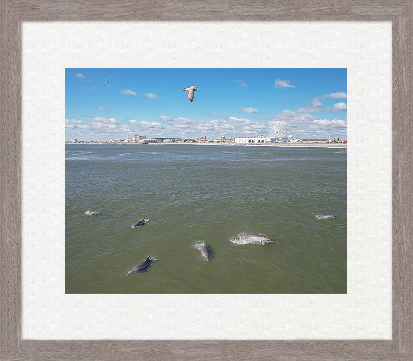 OC Dolphins image 0