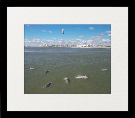 OC Dolphins image 1