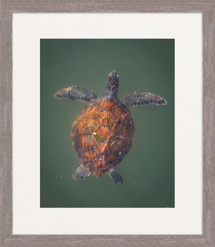 OC Sea Turtle image 0